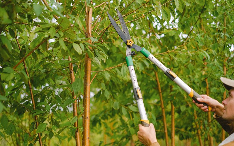 Tree trimming in Durkee, OR